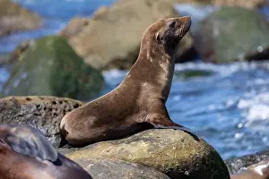 Sea Lions Prints: California sea lion sleeping on the coast in La Jolla