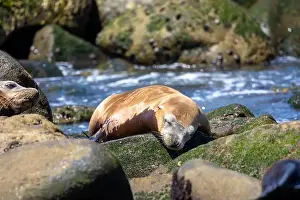 Sea Lions Prints: California sea lion sleeping on the coast in La Jolla