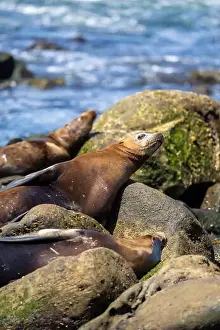 Sea Lions Prints: California sea lion sleeping on the coast in La Jolla