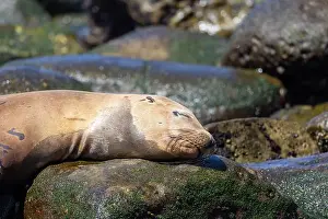Sea Lions Prints: California sea lion sleeping on a rock