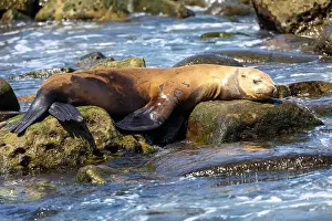 Sea Lions Prints: California sea lion sleeping on a rock