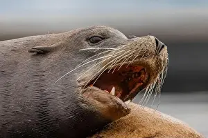 Zalophus Californianus Prints: California Sea Lion, Zalophus californianus