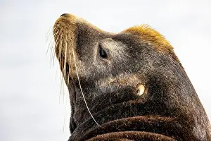 Zalophus Californianus Prints: California Sea Lion, Zalophus californianus