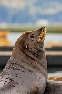 Zalophus Californianus Prints: California Sea Lion, Zalophus californianus