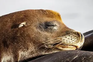 Zalophus Californianus Prints: California Sea Lion, Zalophus californianus