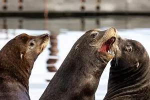 Zalophus Californianus Prints: California Sea Lion, Zalophus californianus