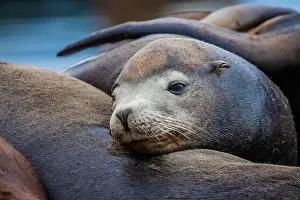 Zalophus Californianus Prints: California Sea Lion, Zalophus californianus