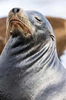 Zalophus Californianus Prints: California Sea Lion, Zalophus californianus