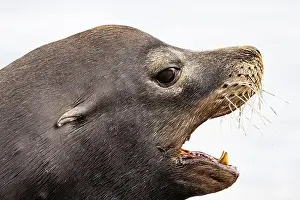 Zalophus Californianus Prints: California Sea Lion, Zalophus californianus