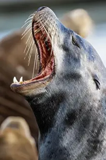 Zalophus Californianus Prints: California Sea Lion, Zalophus californianus