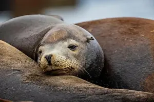 Zalophus Californianus Prints: California Sea Lion, Zalophus californianus
