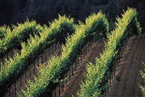 Bay Area Prints: California, Sonoma County, Vineyards, Russian River