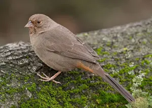 Passerellidae Prints: California Towhee (Melozone crissalis) perched on a log Sacramento County California USA