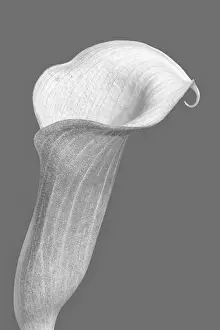 Calla Prints: calla blossom monochrome macro portrait of a single isolated bloom