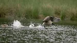North Rhine Westphalia Prints: Calling Canada goose (Branta canadensis) running over water and splashing water droplets