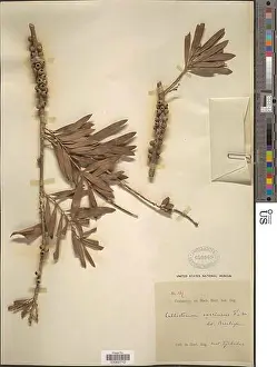 Spikes Prints: Callistemon coccineus F Muell Callistemon coccineus F Muell