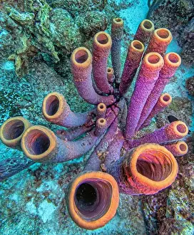 Sponges Prints: Callyspongia, Cladochalina, aculeata