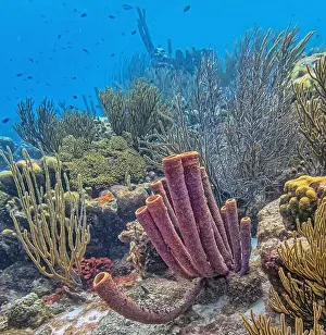 Sponges Prints: Callyspongia, Cladochalina, aculeata