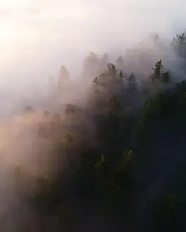 Morning Sky Prints: Calm moody forest in misty fog in the morning