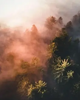 Morning Sky Prints: Calm moody forest in misty fog in the morning