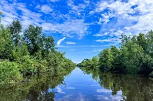 Alligator Prints: Calm water on a Louisiana Swamp