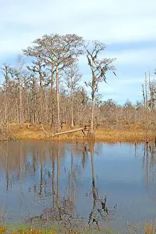 Calm Waters Prints: Calm Waters in a Cypress Marsh in Stephan C Foster State Park in Georgia