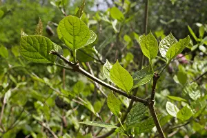 Pinkish Prints: Calycanthaceae. Sinocalycanthus chinensis. Allspice