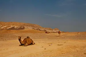 Camel Prints: Camel in desert in Israel, Negev