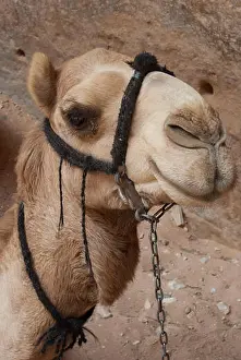 Camel Prints: Camel portrait at Petra, Jordan