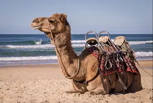 Sand Dunes Prints: Camel resting on beach in Australia
