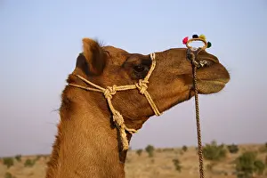 Camel Prints: Camel on safari in the Thar desert, near Bikaner, Northern Rajasthan, India