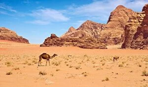 March Collection: Camel in the Wadi Rum Desert, Jordan