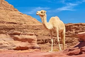 March Collection: Camel in the Wadi Rum Desert, Jordan