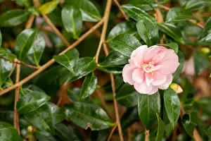 Desire Prints: Camellia Sasanqua (Plantation Pink) in flower with shiny foliage