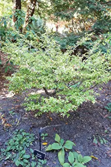 Camellia trichoclada, displayed at the Mendocino Coast Botanical Gardens