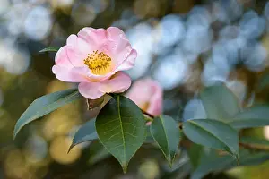 Camellia Prints: Camellia × williamsii Elizabeth de Rothschild camellia Elizabeth de Rothschild