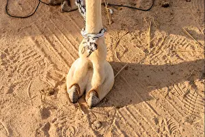 Hoof Prints: Camel's foot (camel toe)