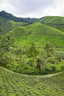 Brew Prints: Cameron Highlands Boh tea plantation, Malaysia