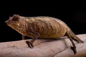Pygmy Prints: Cameroon Stumptail Chameleon, Rhampholeon spectrum