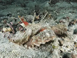 Camouflages Prints: Camouflage coloured fish, Spiny Devilfish (Inimicus didactylus)