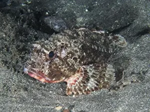 Canaries Prints: A camouflage-coloured marine animal