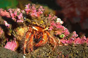 Anemone Prints: Camouflage to survive. Close-up of crab carrying an anemone on its back to protect itself from enemies