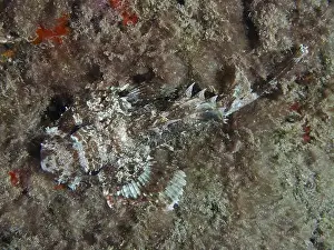 Camouflaging Prints: A camouflaged Black scorpionfish (Scorpaena porcus) resting on the bottom between algae at night
