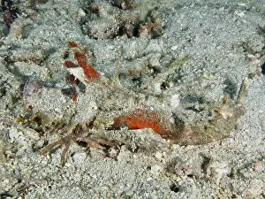 Camouflages Prints: A well camouflaged creature, Spiny Devilfish (Inimicus didactylus)