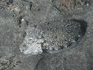 Canaries Prints: A well camouflaged cuttlefish, Common cuttlefish (Sepia officinalis) juvenile
