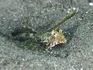 Camouflaging Prints: A well camouflaged finger lyrefish