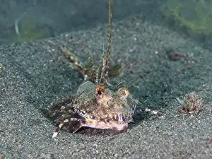 Lies Prints: A well camouflaged finger lyrefish