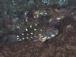 Cnidarians Prints: Camouflaged fish, giant coral guardian (Cirrhitus pinnulatus)