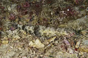 Lies Prints: A camouflaged fish, gracile lizardfish (Saurida gracilis)