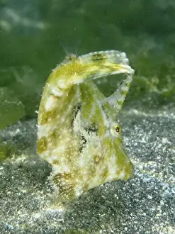 Adaptions Prints: Camouflaged fish, seagrass filefish (Acreichthys tomentosus)